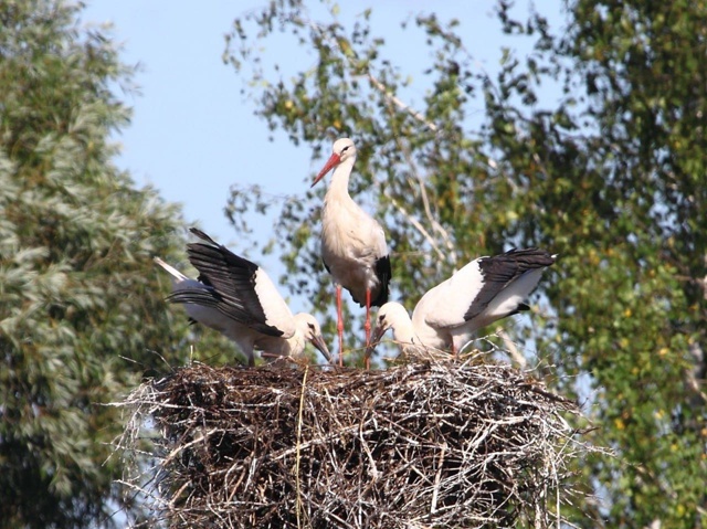🪺В Башкирии орнитологи рассказали о первом случае гн?...