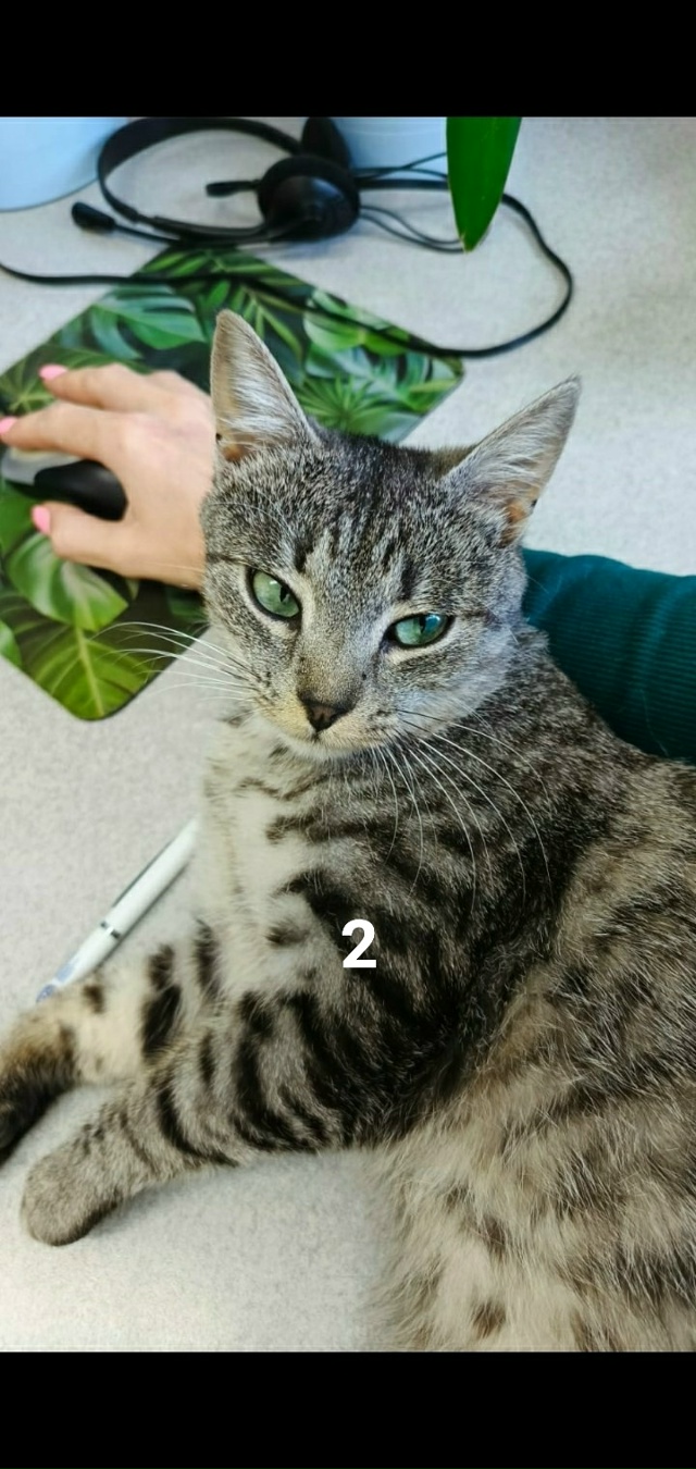 #ПотерялиНашлиПомогите
1 Найдены у магазина «Водяной?...