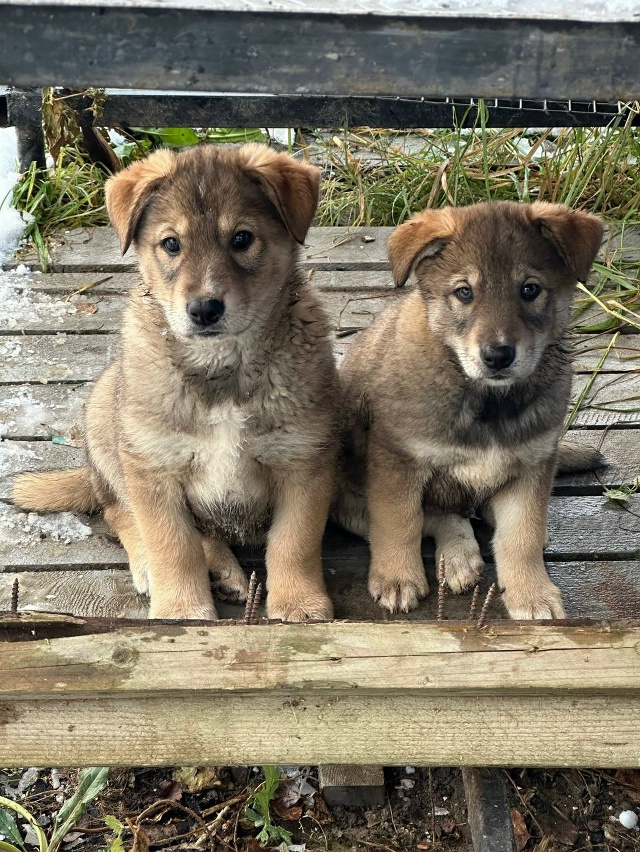 Два чудесных мальчишки😍 метисы ищут дом и ответствен?...