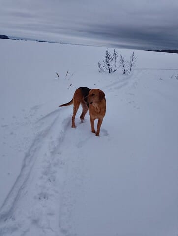 Пропала охотничья собака в Ардатовском районе п.Октяб?...