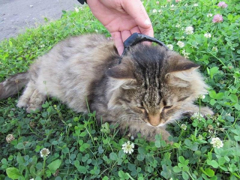 Кладмен кошак: кота-наркокурьера с марихуаной обнаружили ФСИНовцы в Нижегородской области.
К его ош