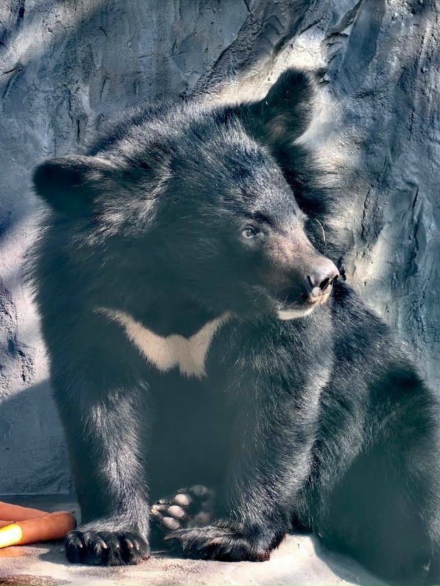 В Екатеринбургском зоопарке животные активно готовят?...