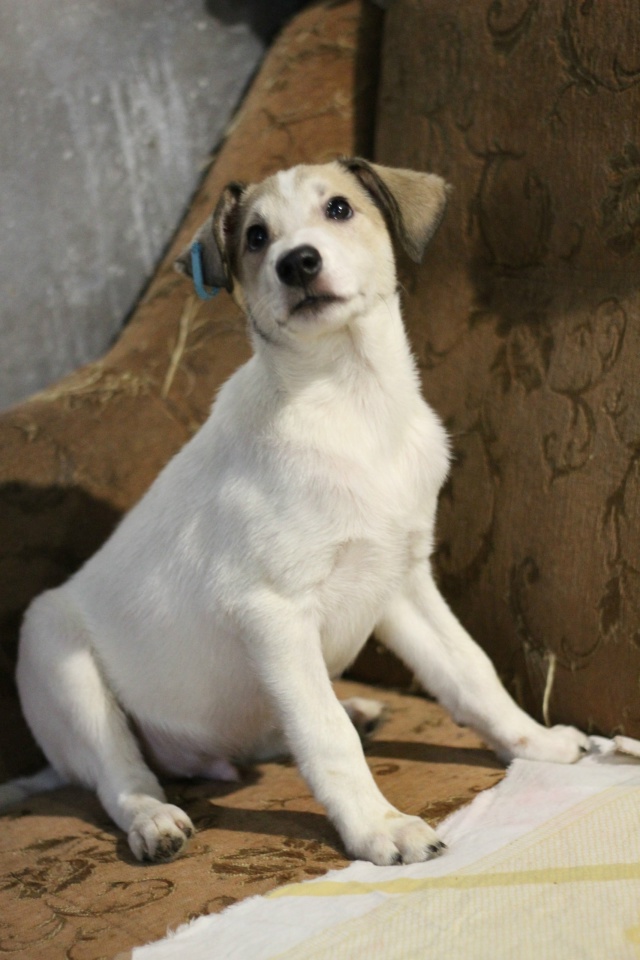 Вот такой чудесный малыш ждёт свой Звёздный час под ?...