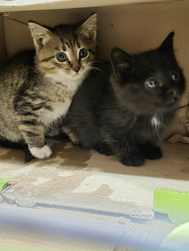 Срочно!!! Сладкие малыши ищут дом. Лоток 5+ , кушают сами, ...