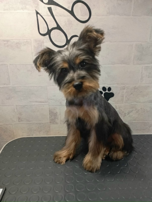 Продам щенка Йорк мальчик пол года , 89005770778