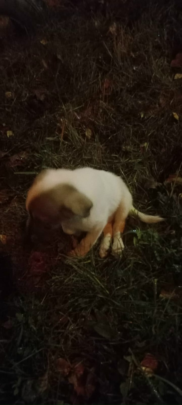 Срочно ❗
Женщина обнаружила щенка возле храма на нижн...