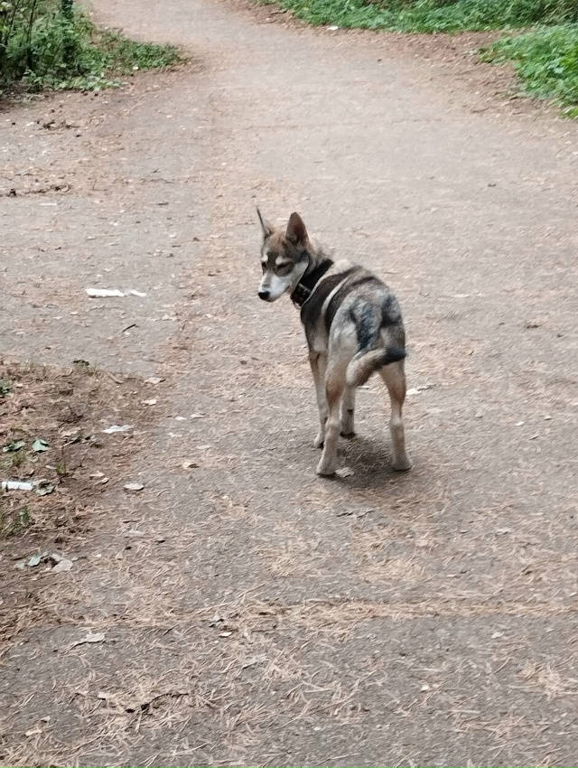 От пятёрочки на России 24 за ребёнком увязалась собачка...