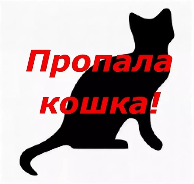 Продолжаем поиски кошки
Всеволожск Кошкин дом Колтуш...