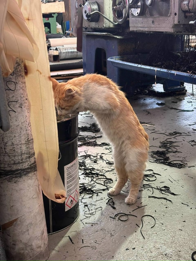 Совсем нынче не хватает казенного оклада нашим мужичк?...