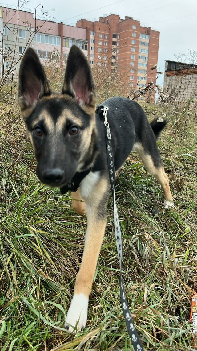 🆘 СРОЧНО‼️
Ищем дом для Кнопы! Опять!
У девочки очен?...