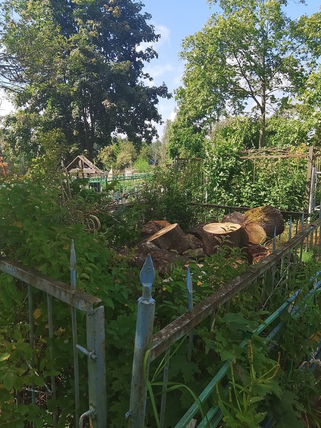 Мало того что после приёма заявления, деревья были спи?...