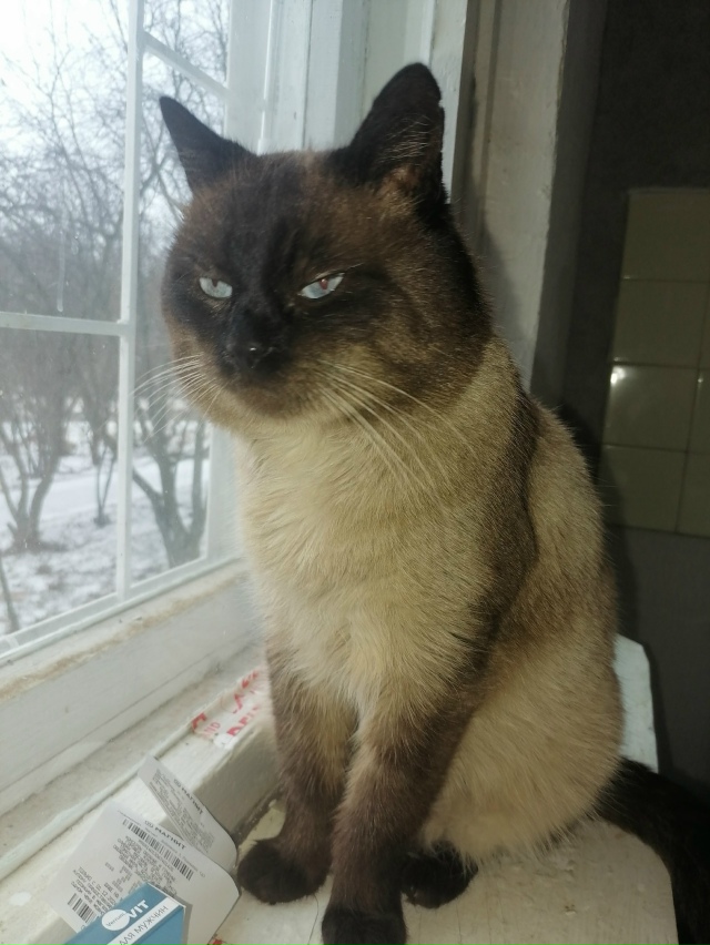 Ваши вопросы.
1⃣ Потерялся кот,в районе Уральской Вене...