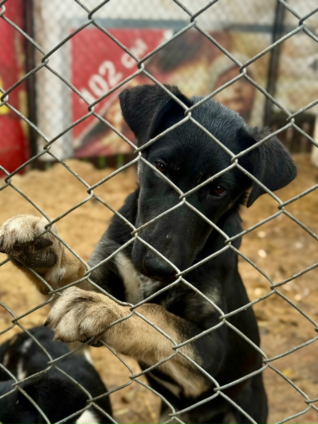 Нужен дом для классных парней.
Никто не захотел помочь ...