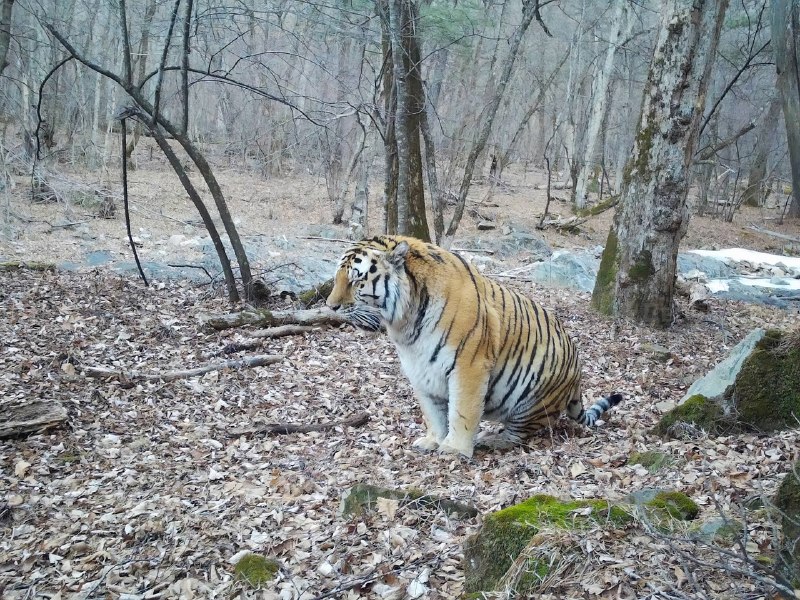В Приморье заметили на удивление пухлого амурского тигра
Это большая редкость — обычно даже в запов