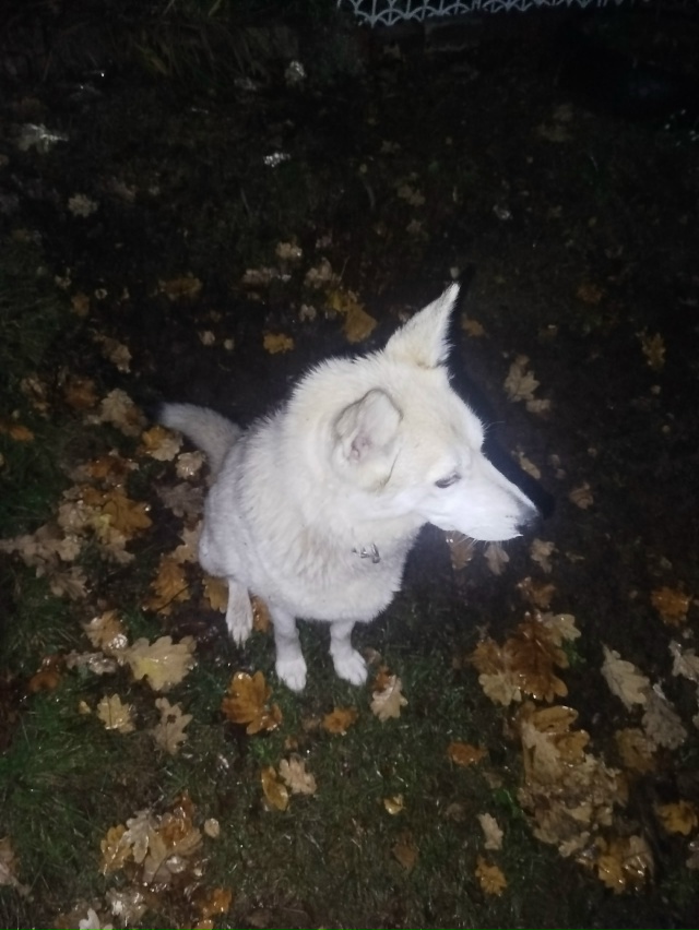 Чья собака бегает по Степана Разина по советской тоже ?...