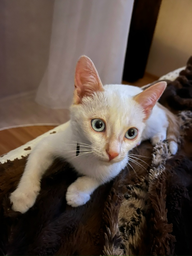 Отдам котика в добрые руки.
Возраст 3-4 месяца, к лотку п?...