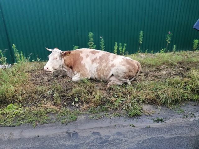 🐄 Трогательная история коровы из Суджанского района ?...