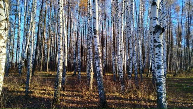 11.11.25г.
побольше бы таких дней, ясных, ярких и красивых!!!...