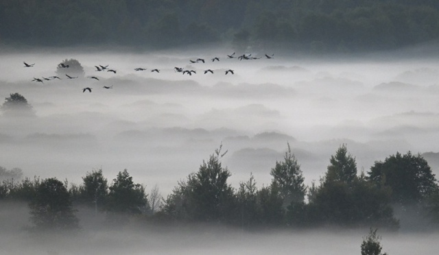 Вторая декада октября - время журавлиного отлета.
PH: И...