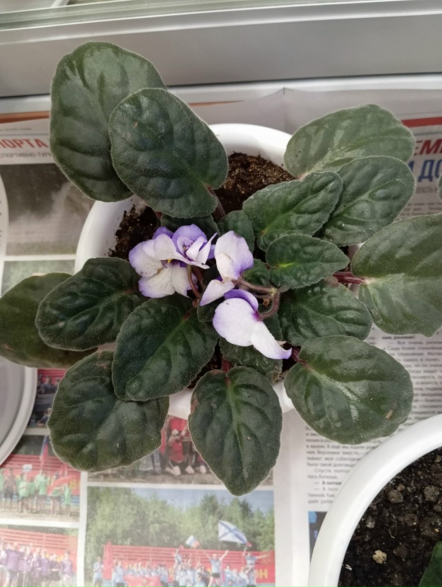 Отдам. Отрадное, ул. Дружбы.