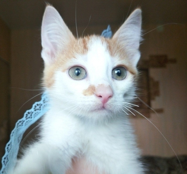 💙 🐈 Рыжий котомальчик находится в поисках своей семь...