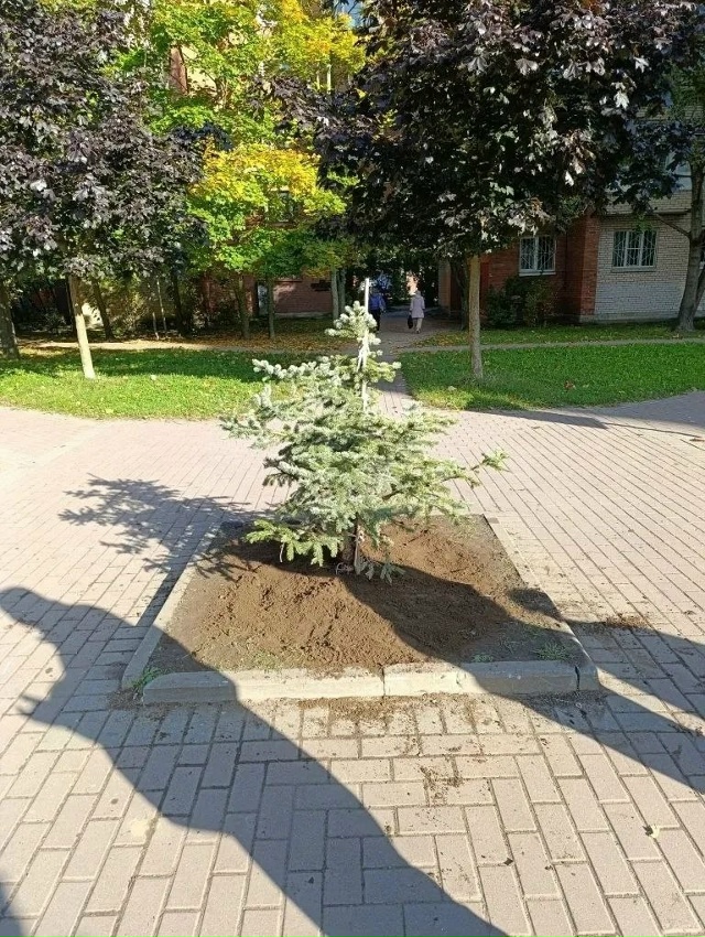 Осенние посадки в Петергофе
В период осеннего месячни...