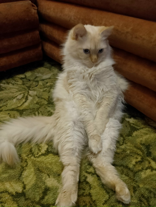 На Ленинградской 10сбежал кот, если кто видел сообщите ?...