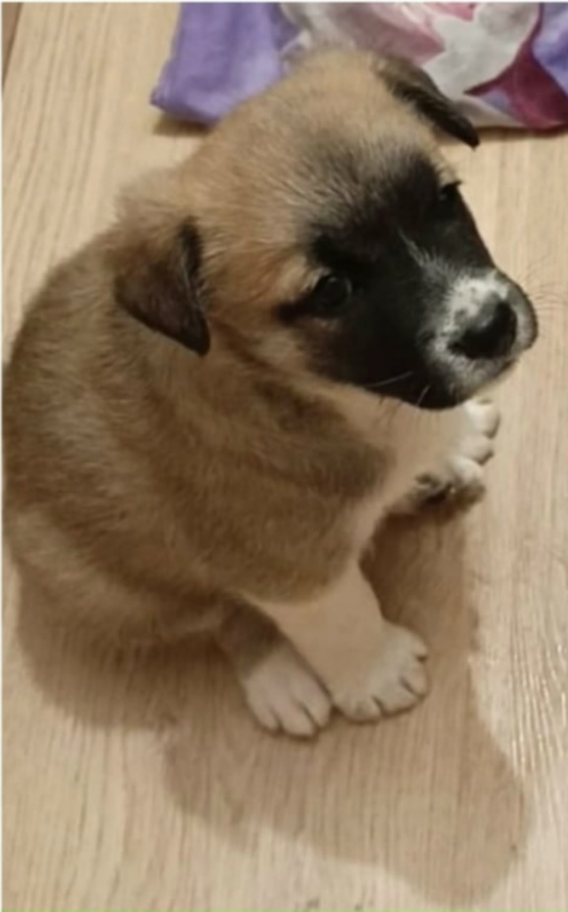 Анонимно
Щенок🐶 ищет дом🏡 мама метис лабрадора
Роди...