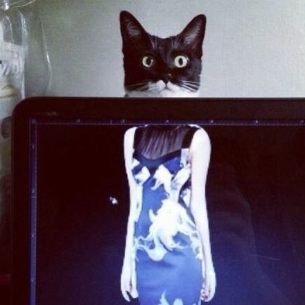 Коты всегда в тему