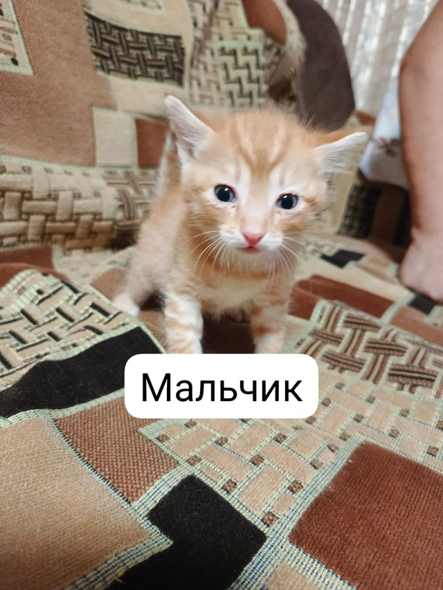 Отдам котят в добрые руки, котятам исполнился месяц ро...