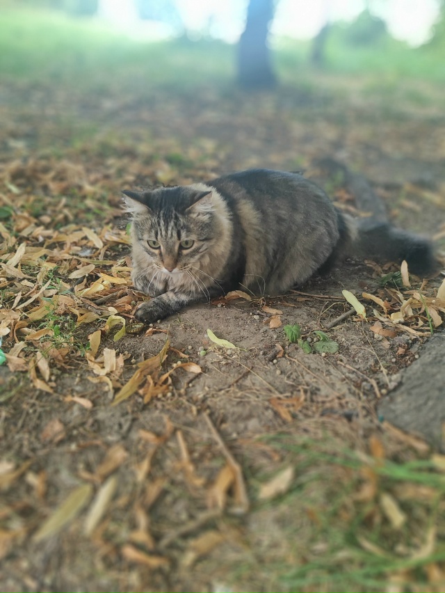 Пропал кот,помогите пожалуйста репостами🙏 в районе Л?...