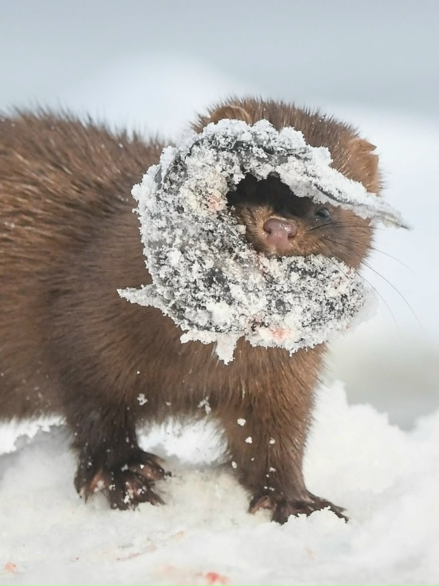 Норка — маленький, но очень умелый охотник.
Она обожа...