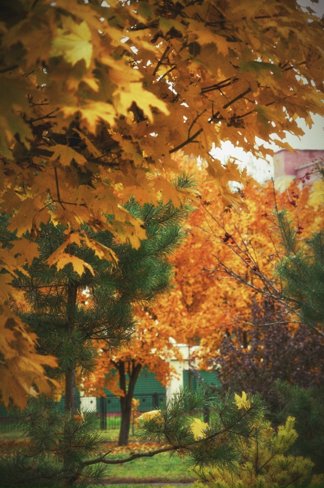 Золотой Ярославль 🍁
📷 Антон Зубайров