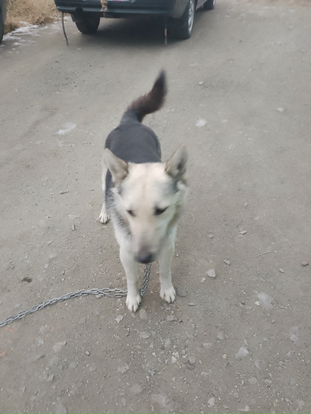 Чья собака кто потерял