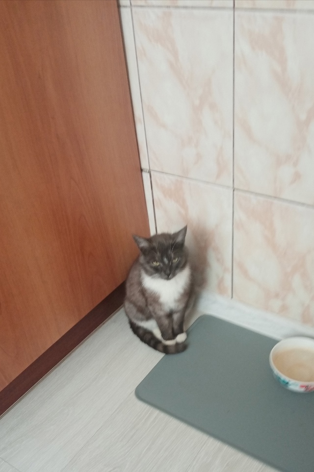 Здравствуйте, прижилась кошка! Очень умная, ласковая, х...