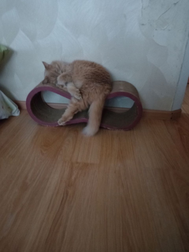 Пропал кот в ж/д районе. Рыже- персиковый окрас, отклика...