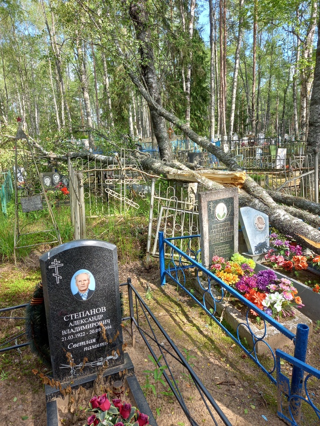 На старом кладбище упало дерево на могилы.