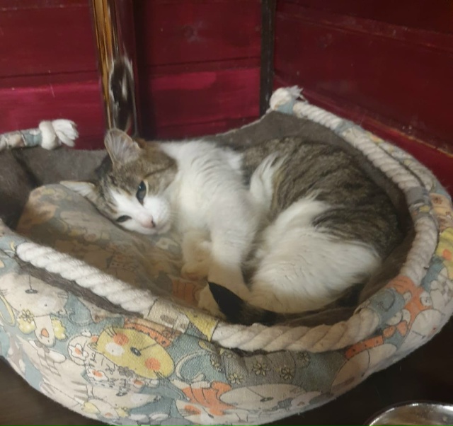 😽Кошечка МИЛА в поиске любящей семьи❣️️️ ❄️ Даже ...