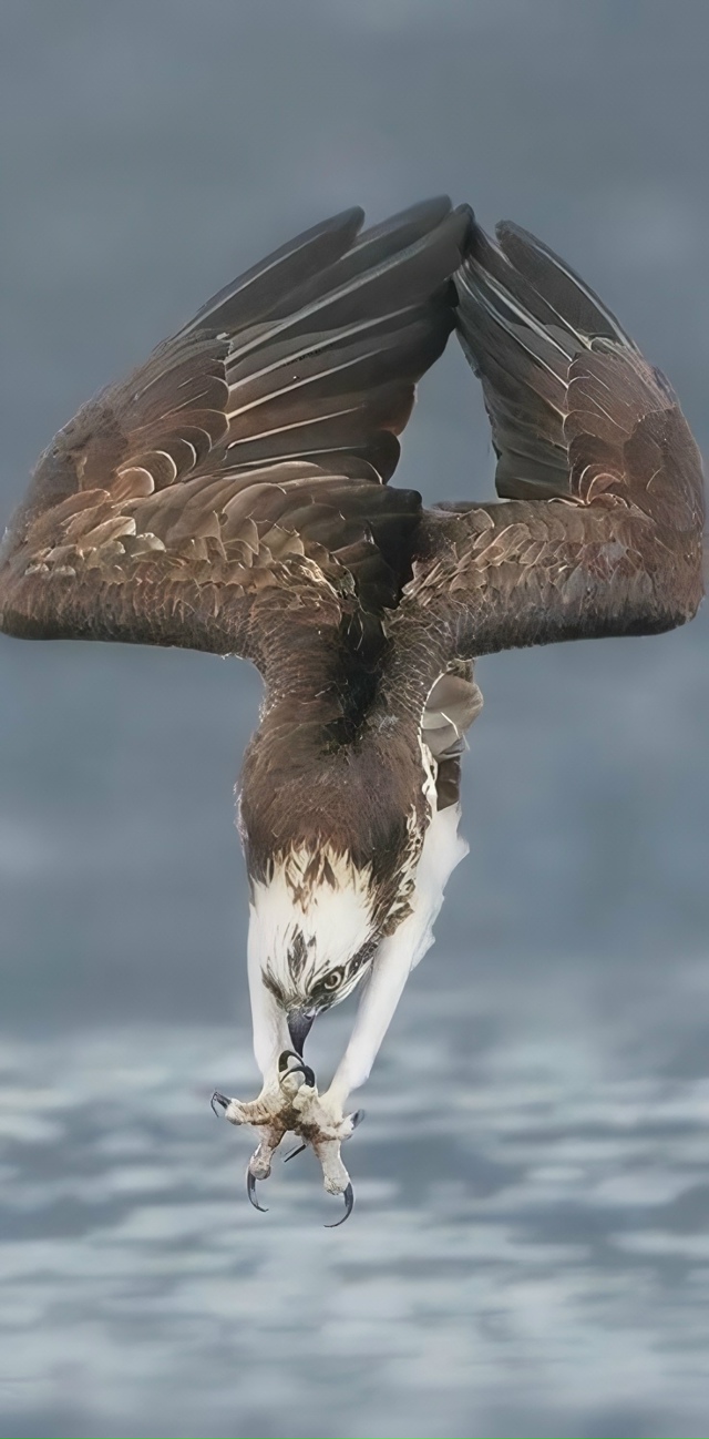 За мгновение до погружения в воду хищника: напряженный...