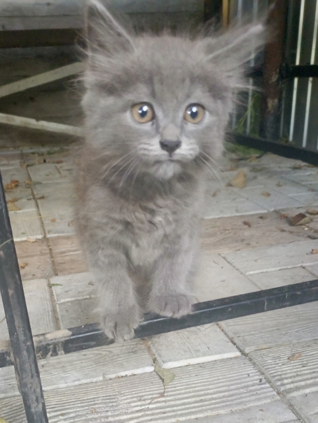 Отдам ласковую, игривую кошечку в добрые руки, в еде не ...