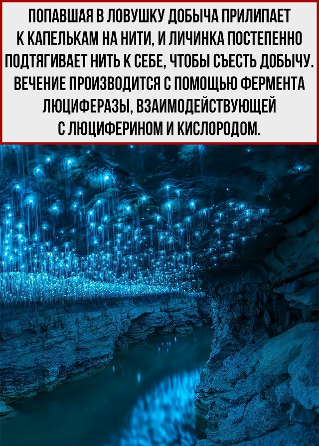 Единственные нормальные комары.