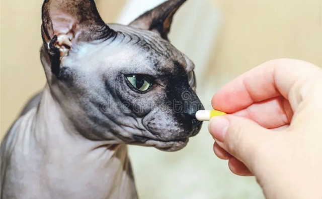 График глистогонки кошек зависит от образа жизни и тип...