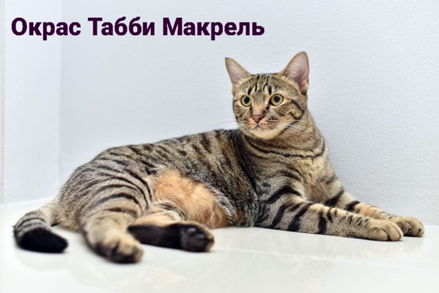 Вашему вниманию - брелок от тигра! 🐯
Играет со всем, чт...
