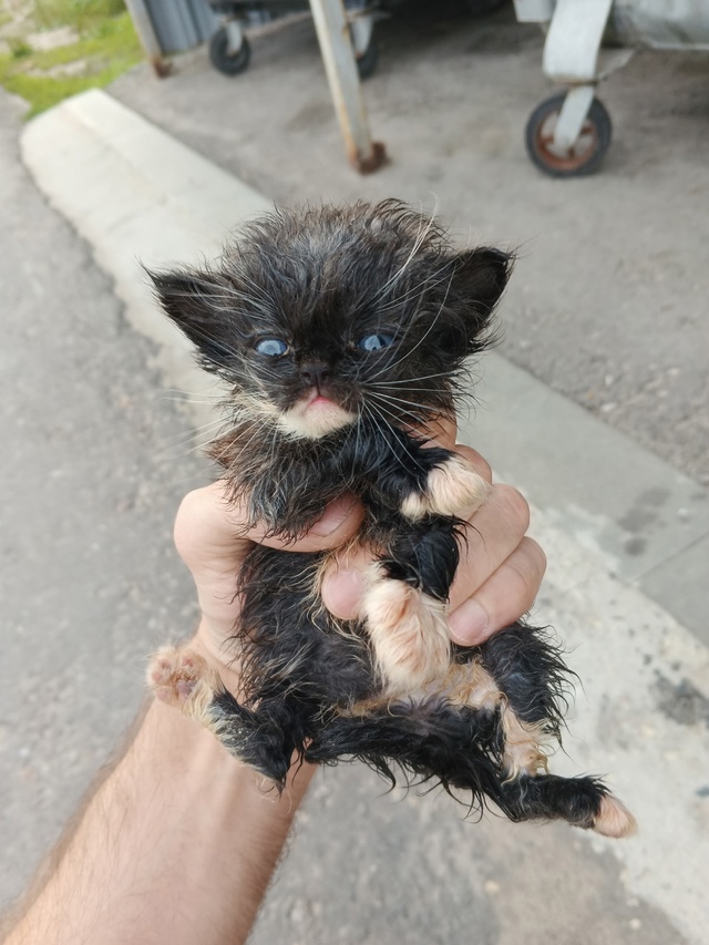 Люди спасайте!!! 2а котенка были выброшены в помойку Пе?...