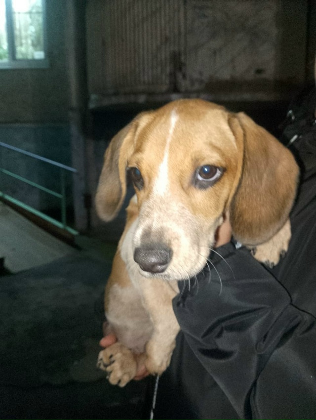 Здравствуйте, выложите, пожалуйста!
Чья собачка потер?...