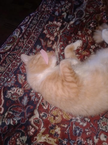 Рыжий, Чуча, Пузик(серый) 🙏к сожалению все уже на☁️🌈,...