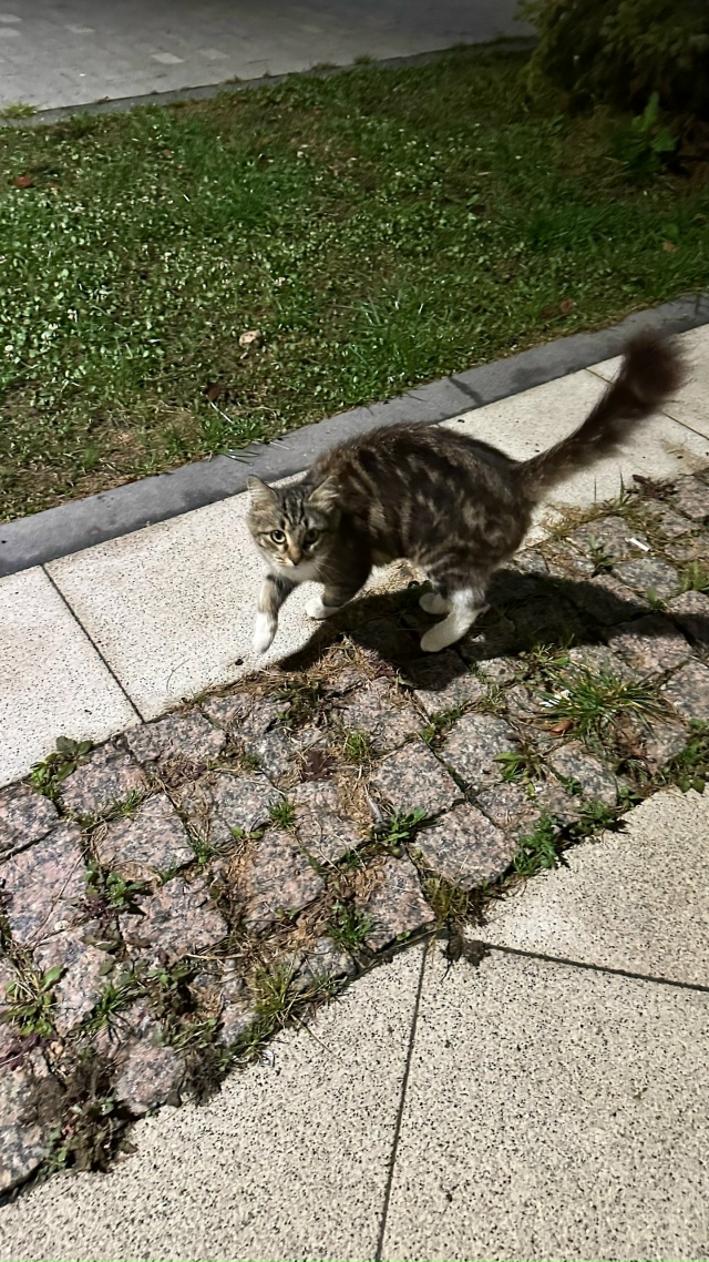 Никто кошку не терял?
Центр города.
Орала на весь центр,...