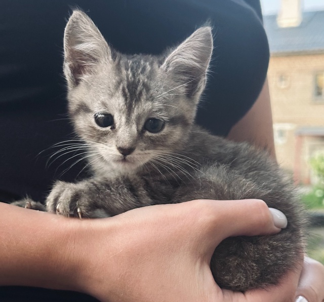 🆘Срочно пристраивается котенок 🆘🐱
ПЕТРОВСК‼️
Был?...