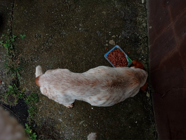 Найдена собака
Может кто то ищет
Пёс сильно худой, аппе...