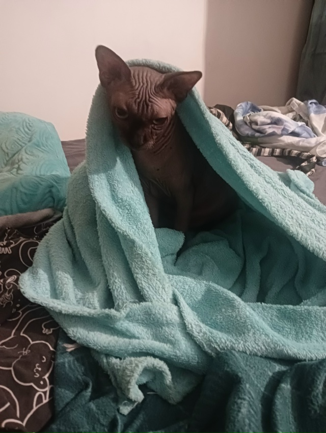 Всратые дети: Хром и Лапочка. Если Хром свой интеллект ?...